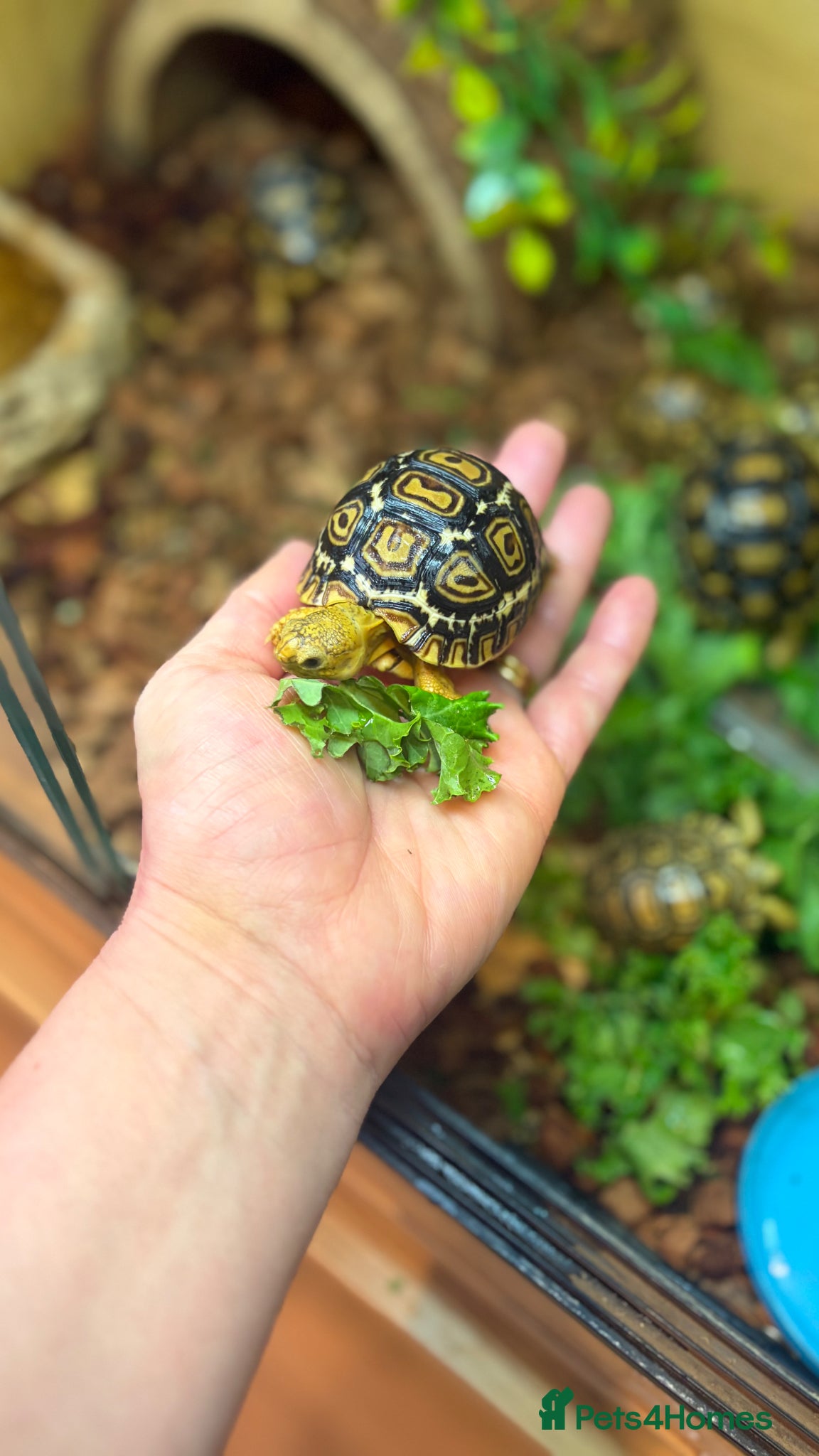 Tortoise reptiles for sale: Leopard Tortoise - Gorgeous Hatchlings  - Advert 14