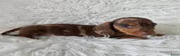 Miniature Dachshund dogs for sale: KC PRA CLEAR DAPPLE BOYS - Advert 3