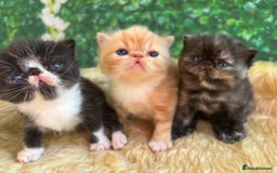 Exotic cats for sale: ⭐️ Exotic kittens 1 male 2 female ⭐️ - Image 1