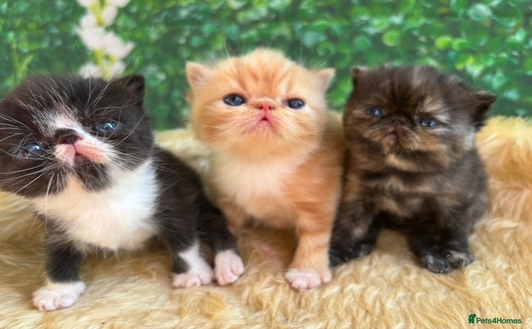 Exotic cats - Advert 1