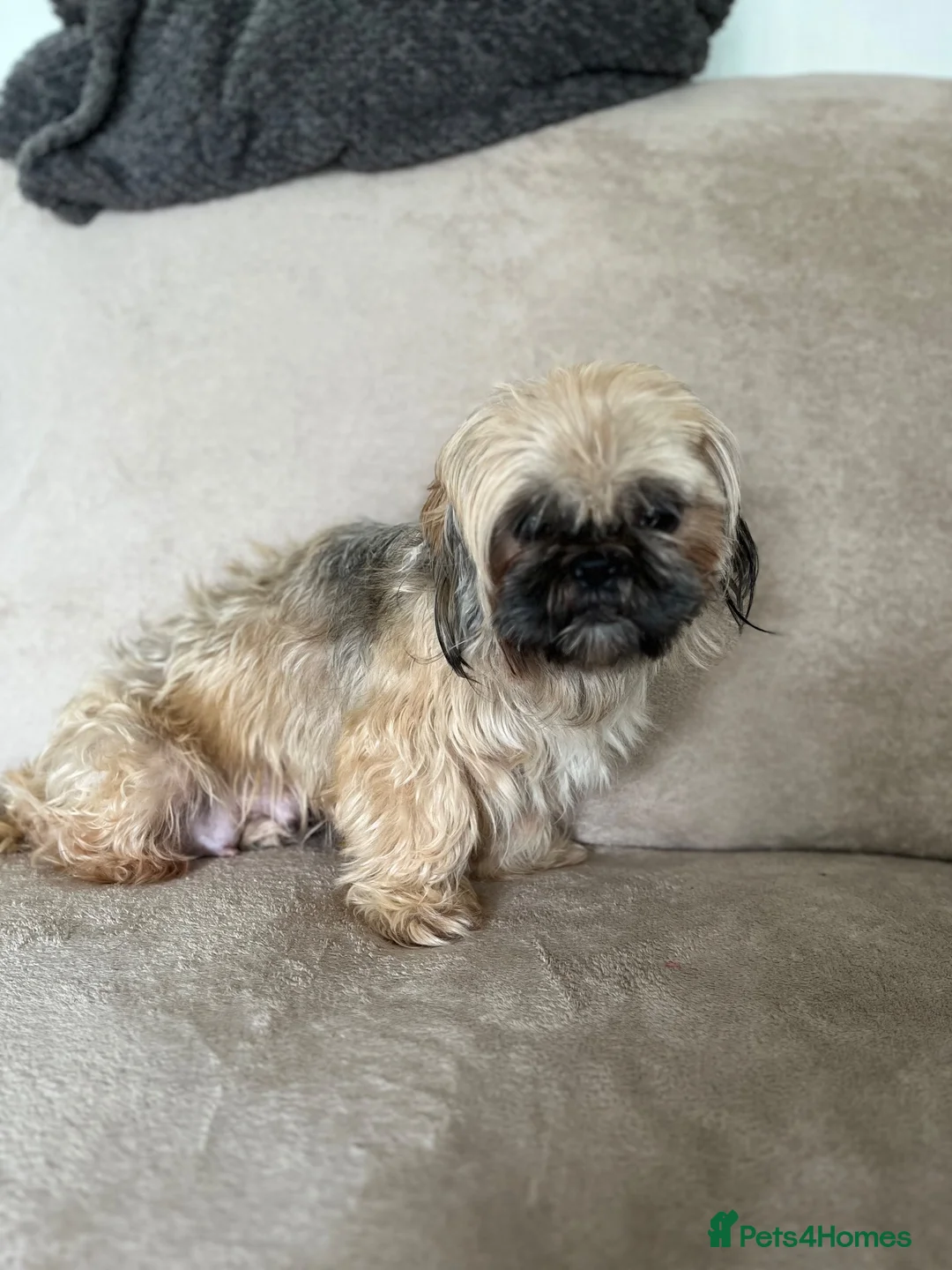 Shih Tzu dogs for sale: Black girl Shih Tzu pup - Advert 2