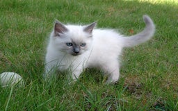 Ragdoll cats for sale: Blue point purebred ragdoll girl  - Image 2