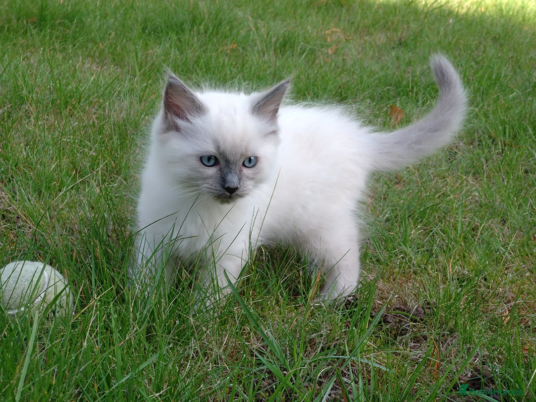 Ragdoll cats for sale: Blue point purebred ragdoll girl  - Image 2