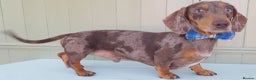 Miniature Dachshund dogs for stud: KC Chocolate dapple boy for stud very gentle. in Skegness - Advert 3