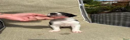 Lurcher dogs for sale: Fabulous lurcher pups  - Advert 11