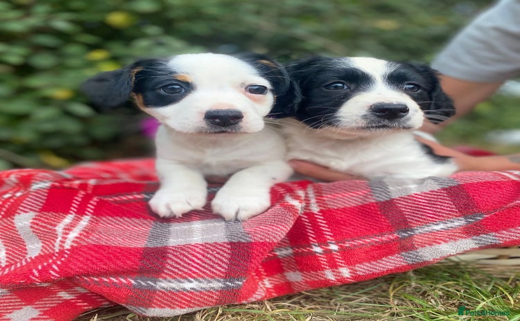 Mixed Breed dogs - Advert 2