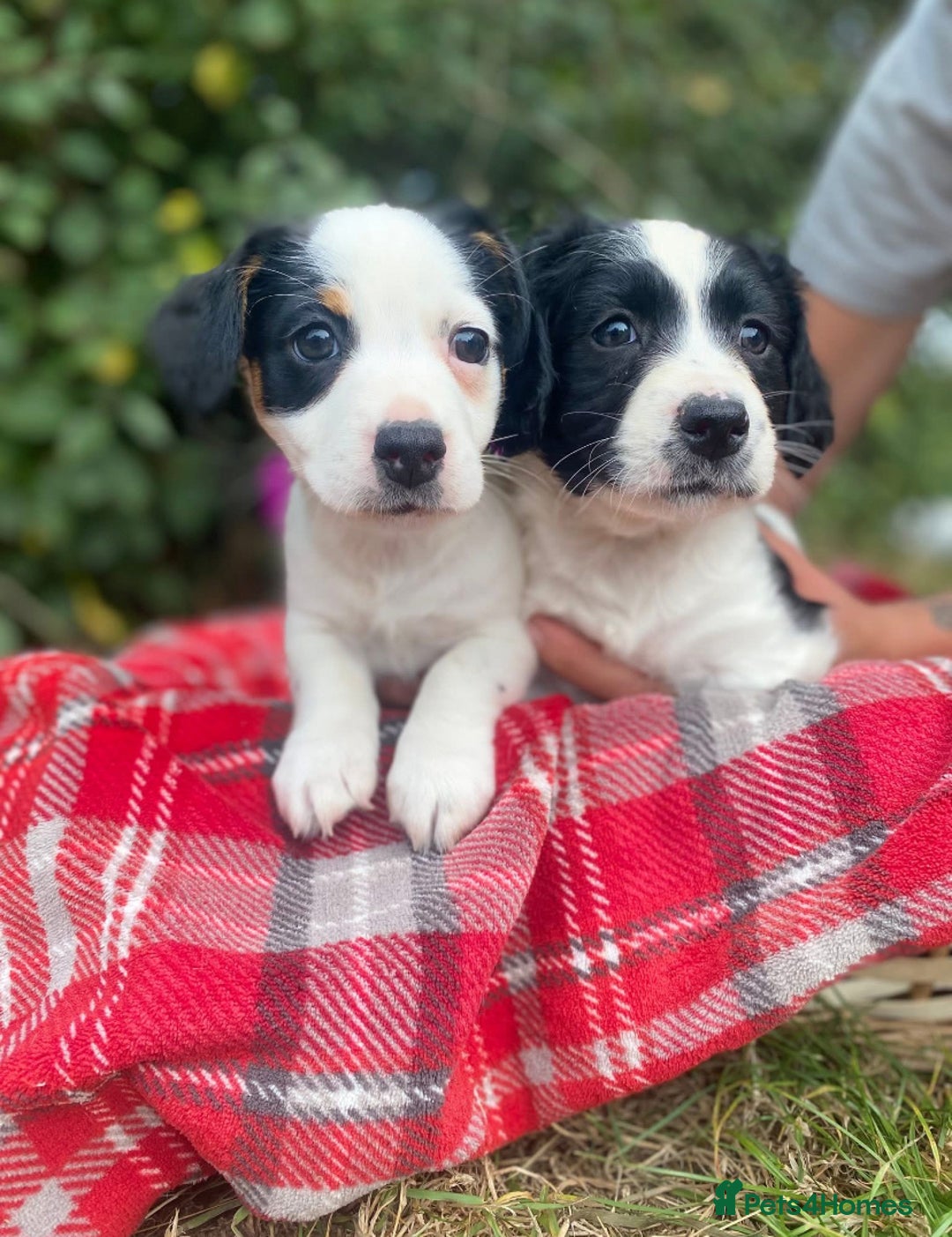 Mixed Breed dogs for sale: Very cute Cocker/jack pups - Image 1