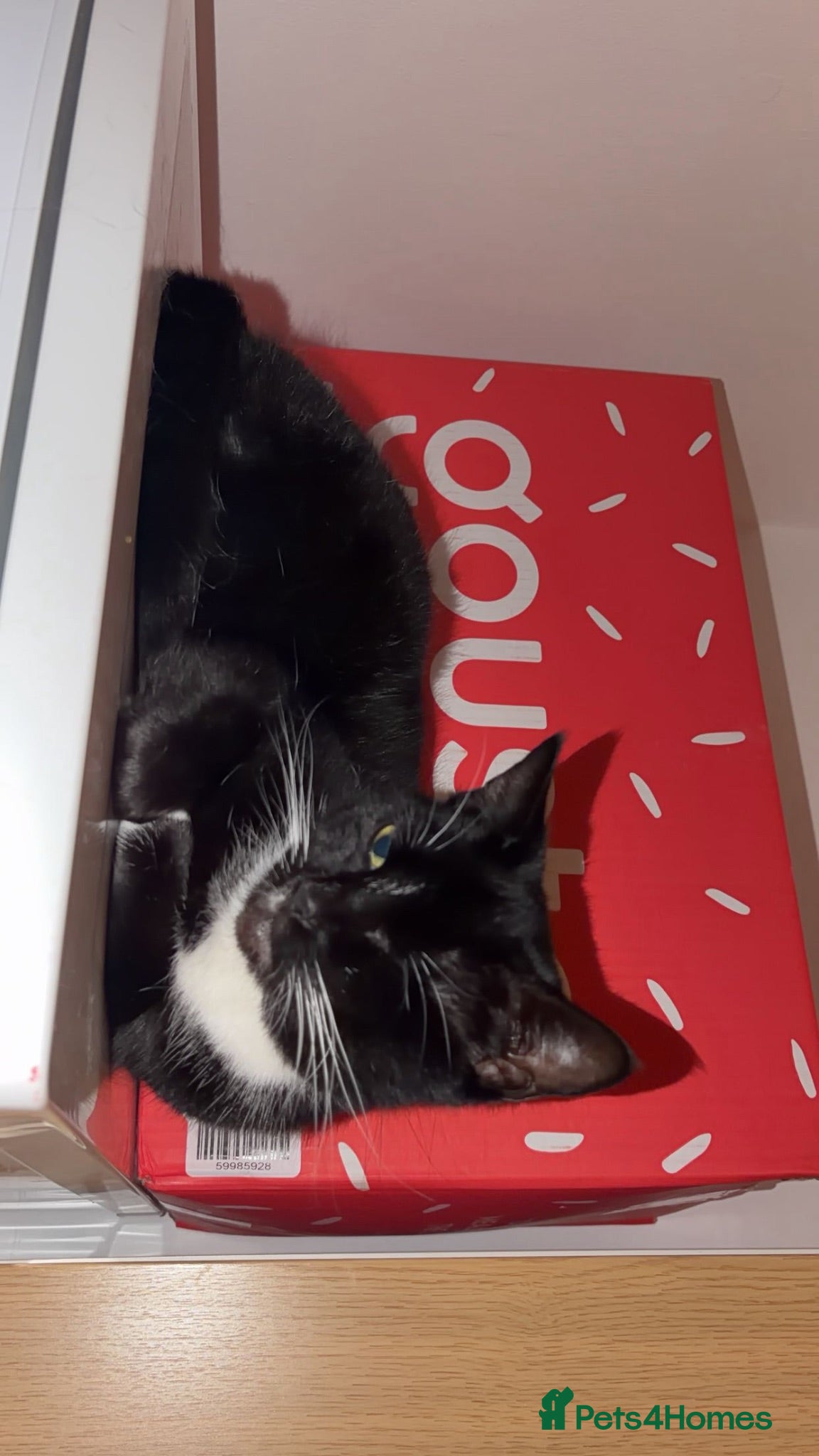 Mixed Breed cats 8 beautiful kittens for sale❤️ - Advert 1
