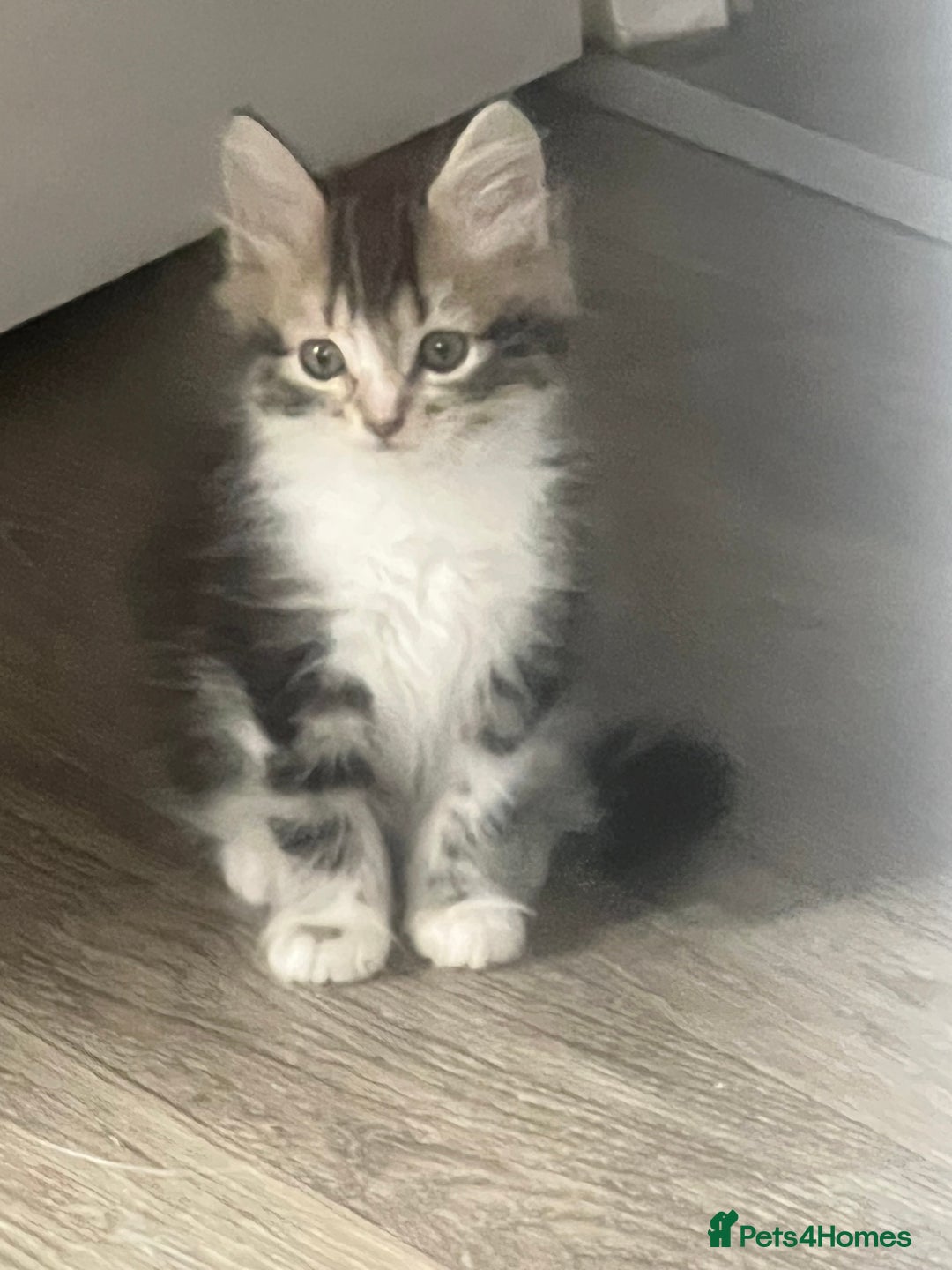 Mixed Breed cats for sale: 4 x kittens ready  - Image 2