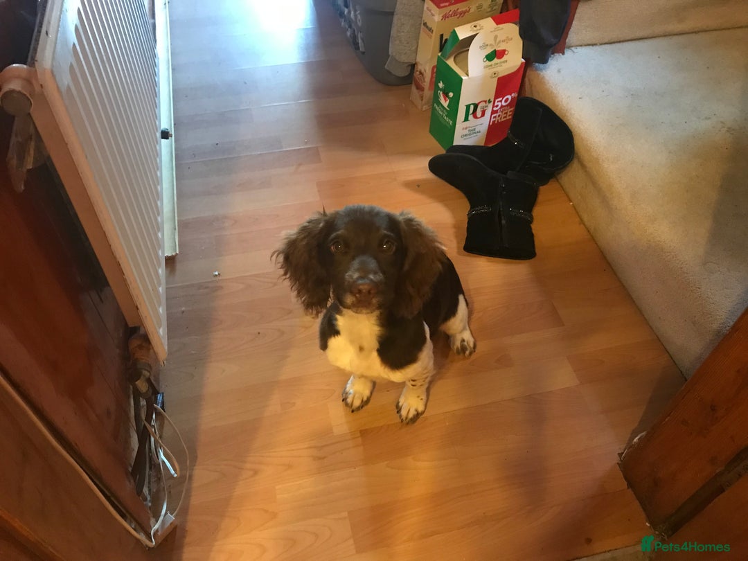 English Springer Spaniel dogs for sale: English springer spaniel puppies  - Advert 3