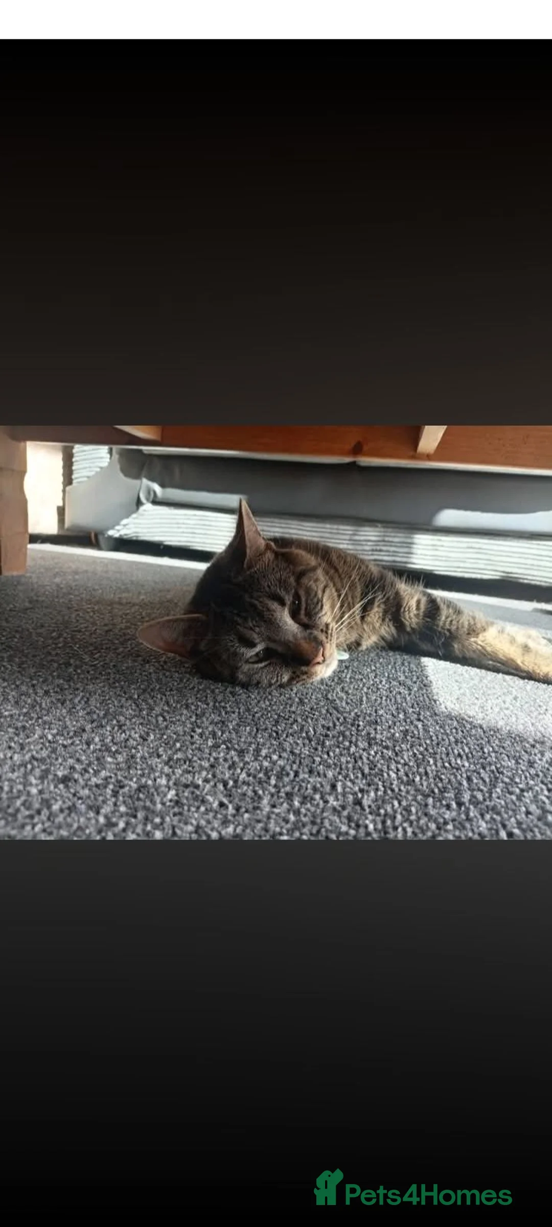 Mixed Breed cats for sale: Dougie the tabby  in Leicester - Advert 2