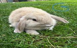 Mini Lop rabbits for sale: Mini Lop Rabbits For Sale  - Image 9