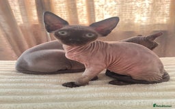 Sphynx cats for sale: Little star sphynx - Image 2