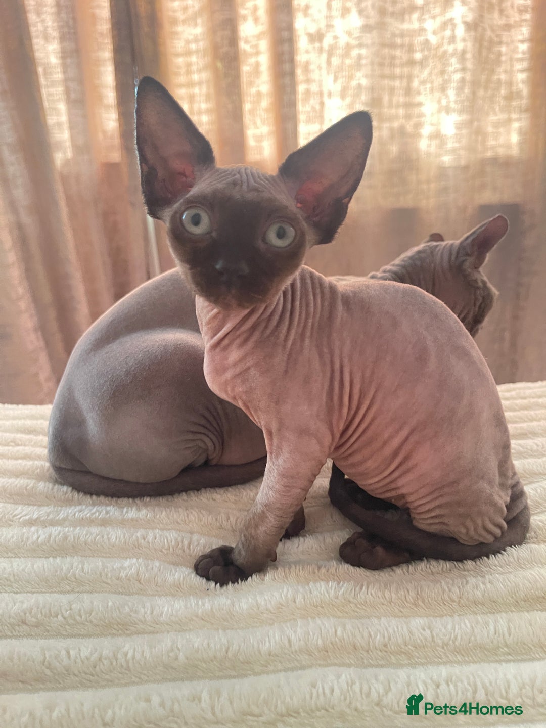 Sphynx cats for sale: Little star sphynx - Image 2