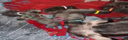 Staffordshire Bull Terrier dogs for sale: blue staffy pups - Advert 17