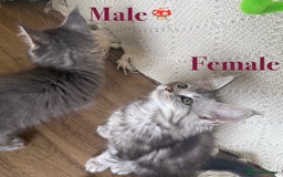 Maine Coon cats for sale: Beautiful pedigree maine coons, open to offers - Image 7