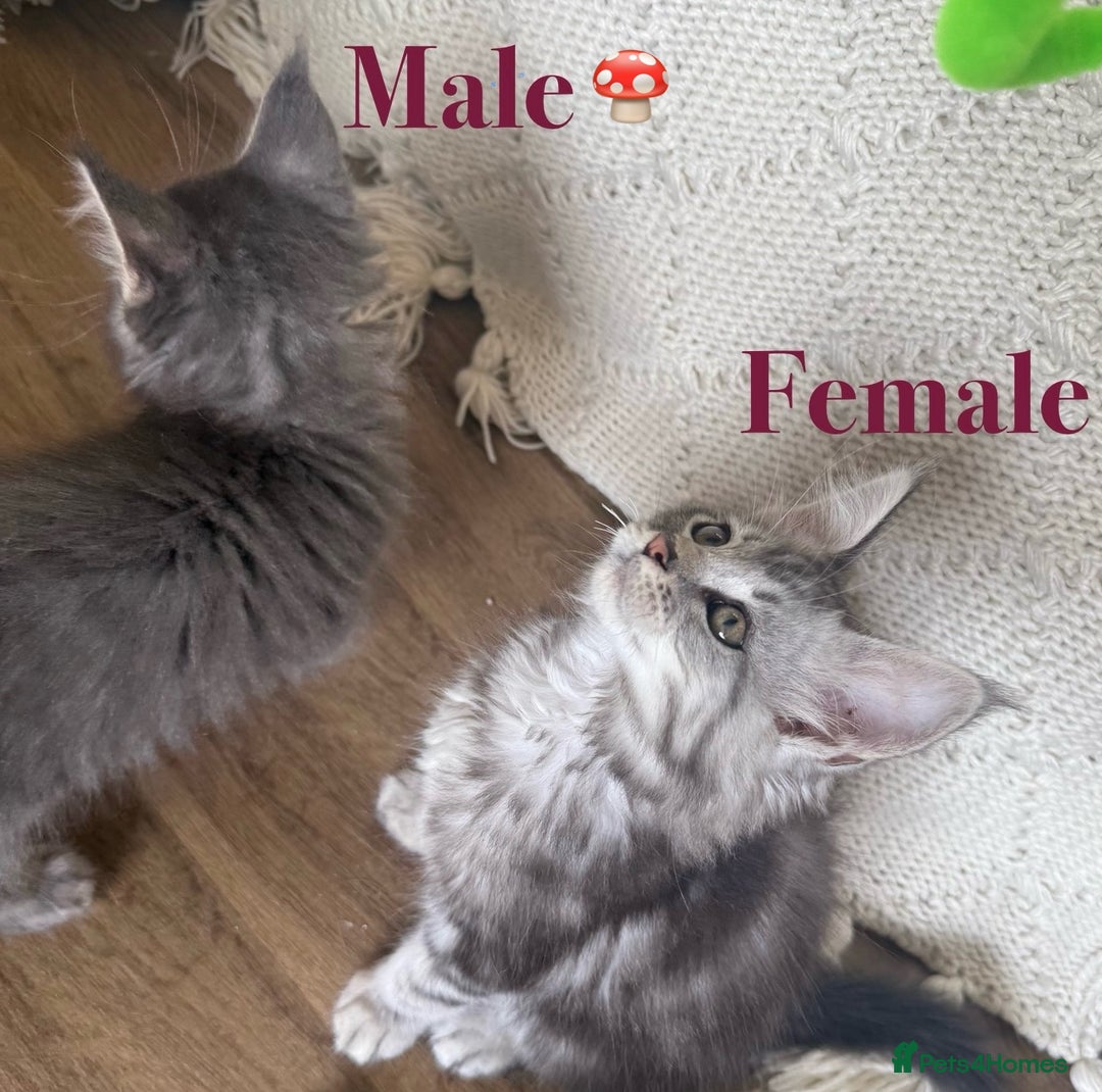 Maine Coon cats for sale: Beautiful pedigree maine coons, open to offers - Image 7