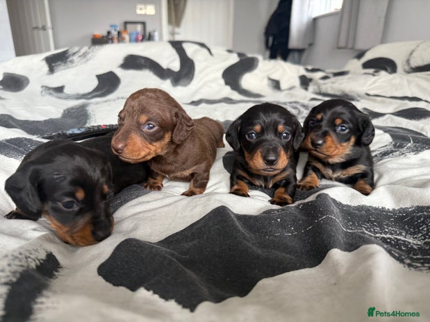 Miniature Dachshund dogs - Advert 1