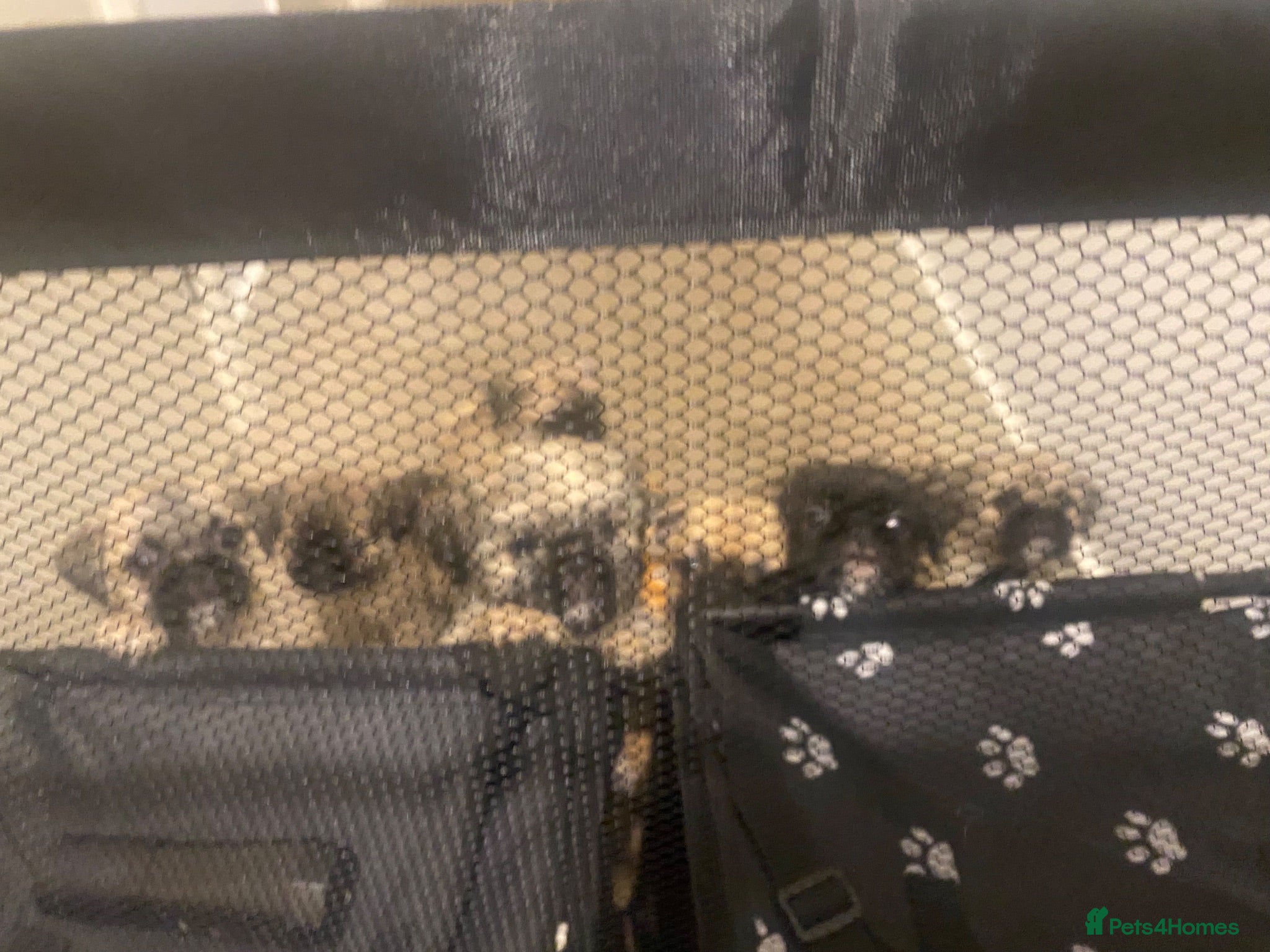 Mixed Breed dogs Pug Tzu puppies 🐶  - Advert 1