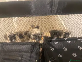 Mixed Breed dogs Pug Tzu puppies 🐶 - Advert 1