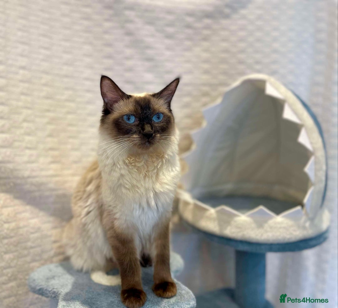 Persian cats for sale: **Last 2** Stunning litter of Persian/Ragdolls - Image 13