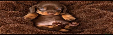 Dachshund 3