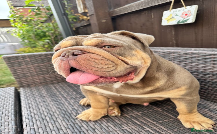 English Bulldog dogs - Advert 1