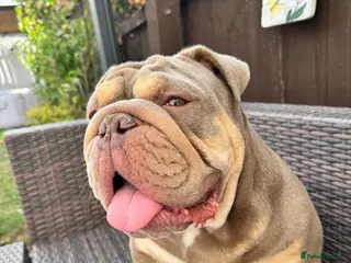 English Bulldog dogs Beautiful female pedigree bulldog - Advert 6