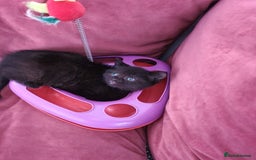 Scottish Fold cats for sale: Beautiful Scottishsh fold kittens  - Image 10