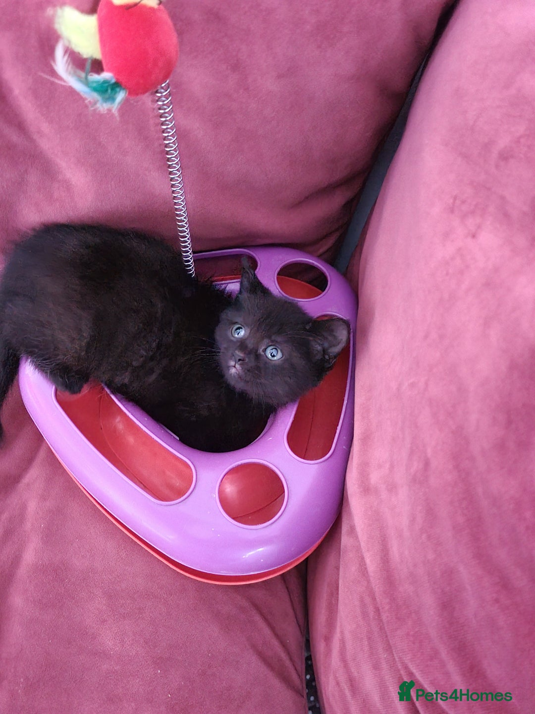 Scottish Fold cats for sale: Beautiful Scottishsh fold kittens  - Image 10