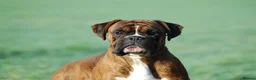 Boxer dogs for sale: 18 Male Boxer KC Registered Experienced Home Only - Advert 1