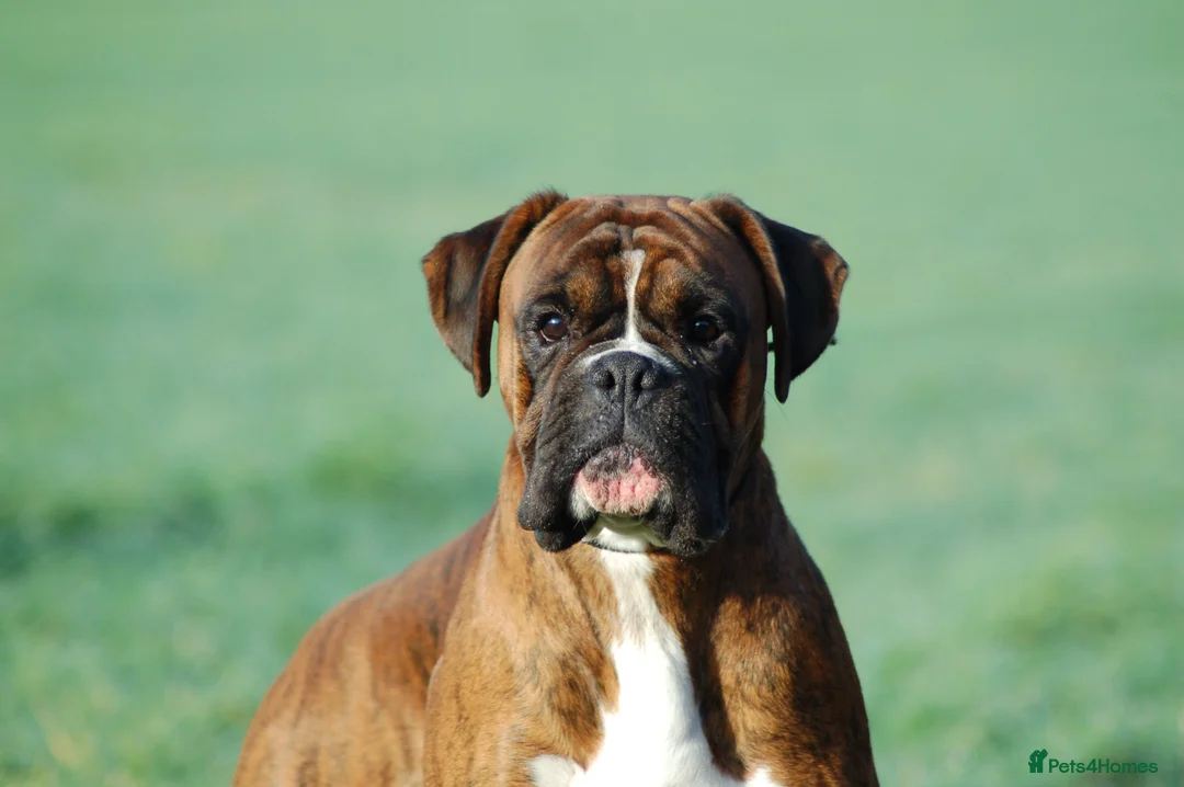Boxer dogs for sale: 18 Male Boxer KC Registered Experienced Home Only - Advert 1