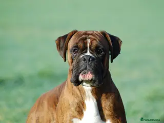 Boxer dogs 18 Male Boxer KC Registered Experienced Home Only - Advert 1