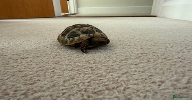 Tortoise reptiles - Advert 7