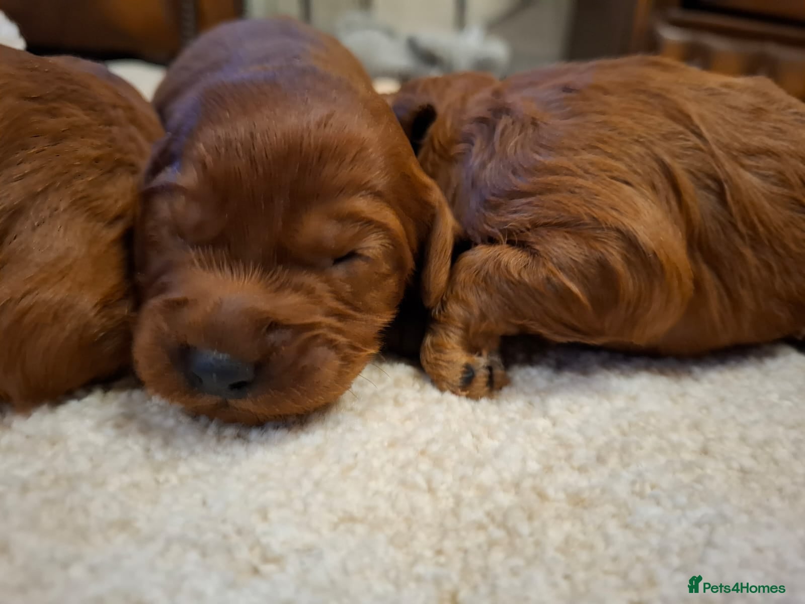 Cavapoo dogs Cavapoo puppies gorgeous red f1 ❤️!!!. - Advert 16