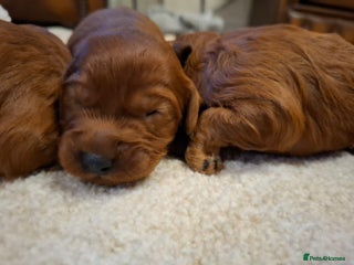Cavapoo dogs Cavapoo puppies gorgeous red f1 ❤️!!!. - Advert 14