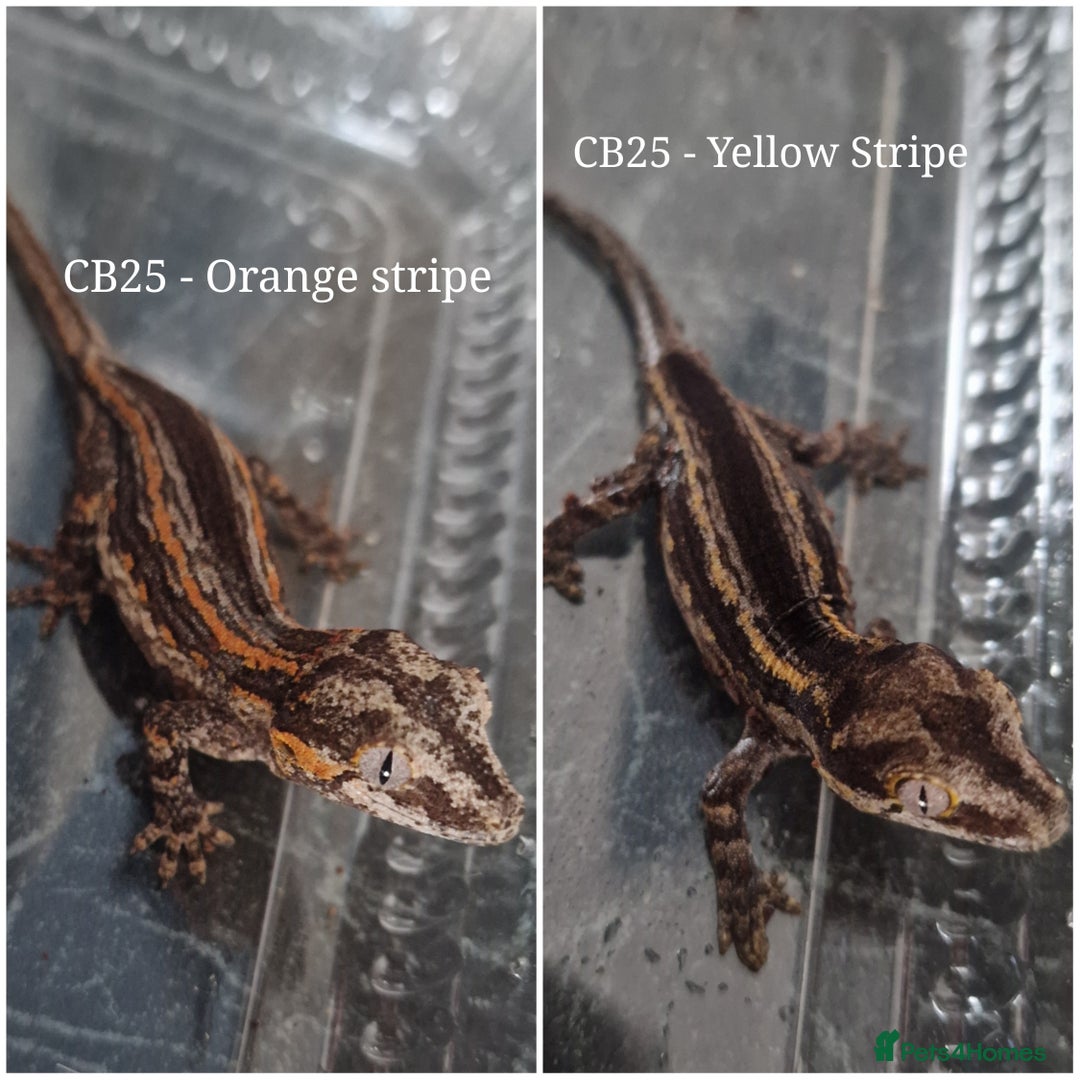 Gecko reptiles for sale: Juvenile Gargoyle Geckos - Image 1