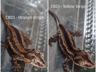 Gecko reptiles for sale - Advert 1
