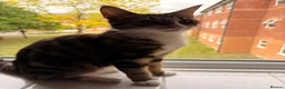 British Shorthair cats for sale: Rescue tabby cat in London - Advert 7
