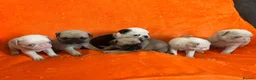Pug dogs for sale: Unique pug puppies in Swanley - Advert 14