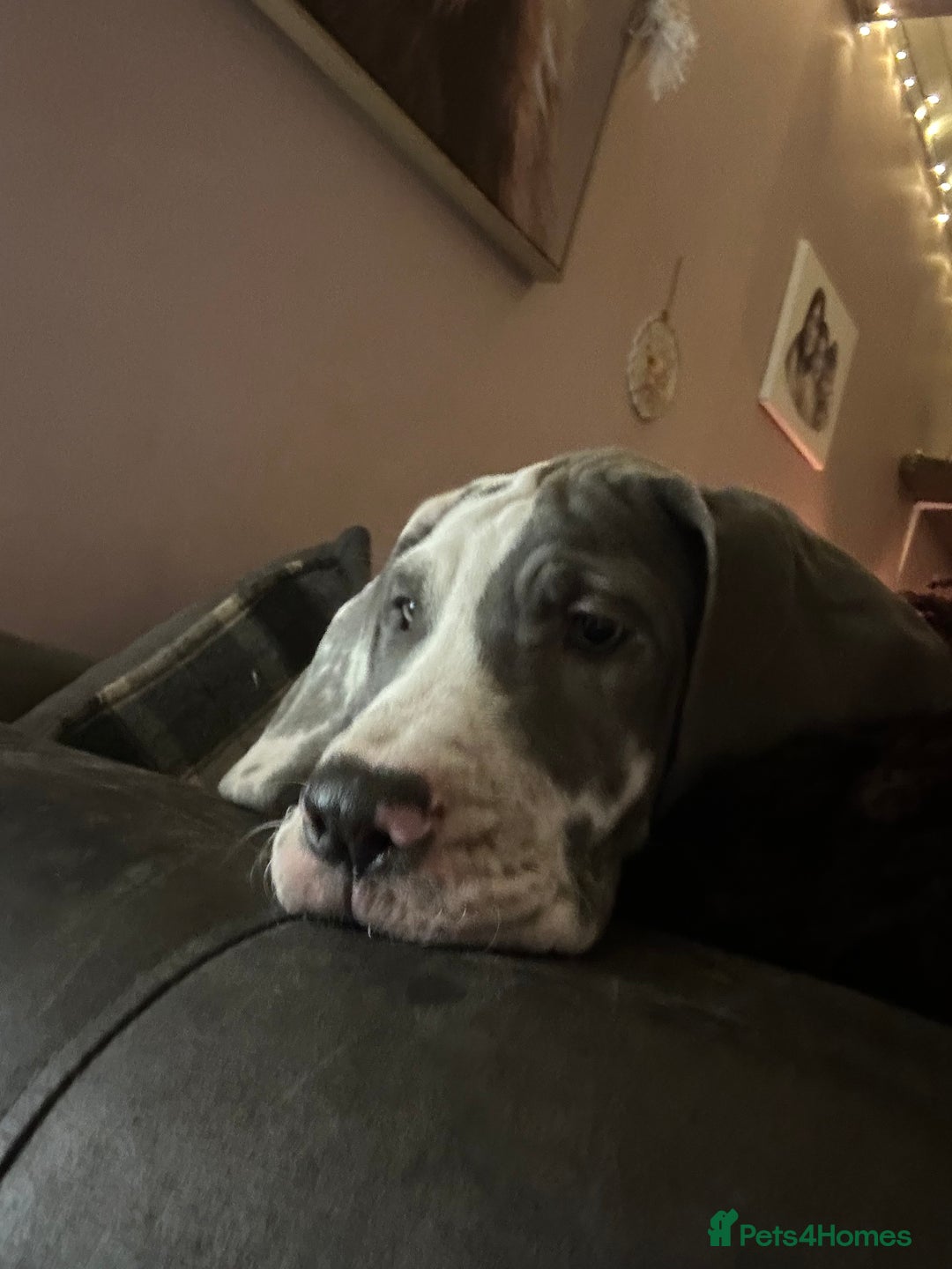 Great Dane dogs for sale: Reduced***** KC registered blue Great Dane puppies - Advert 14