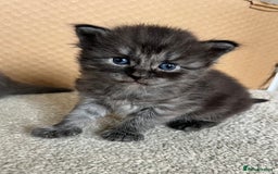 Ragcoon cats for sale: Ragcoons (Ragdoll x Mainecoon)  - Image 6