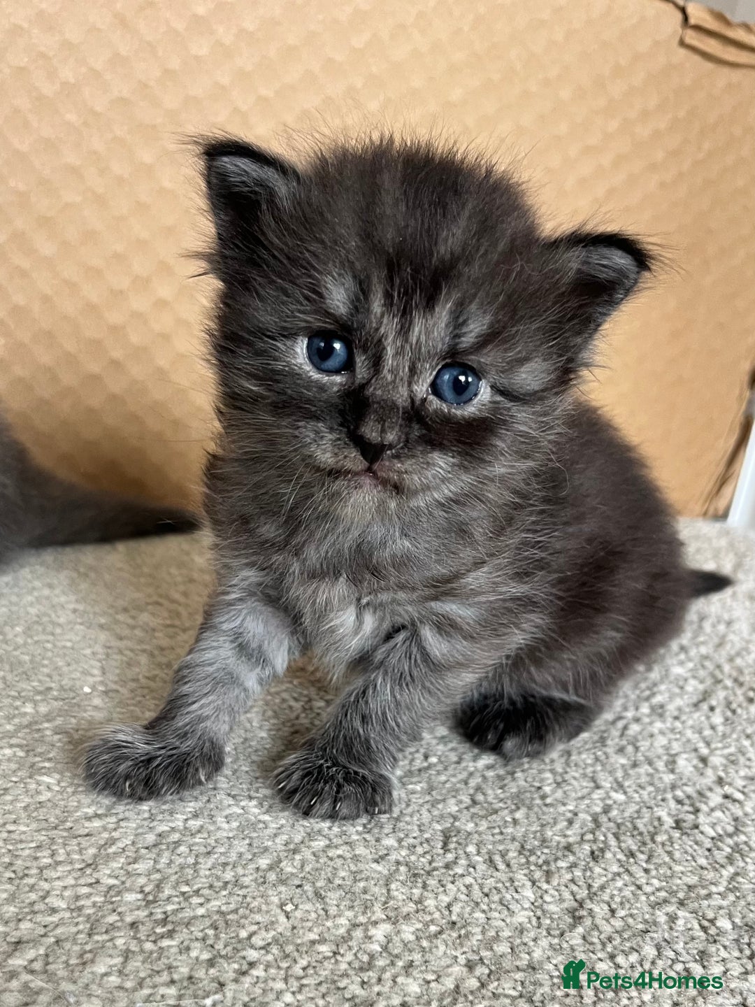 Ragcoon cats for sale: Ragcoons (Ragdoll x Mainecoon)  - Image 6