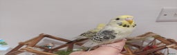 Budgerigars birds for sale: Tame Baby Budgies - Advert 16