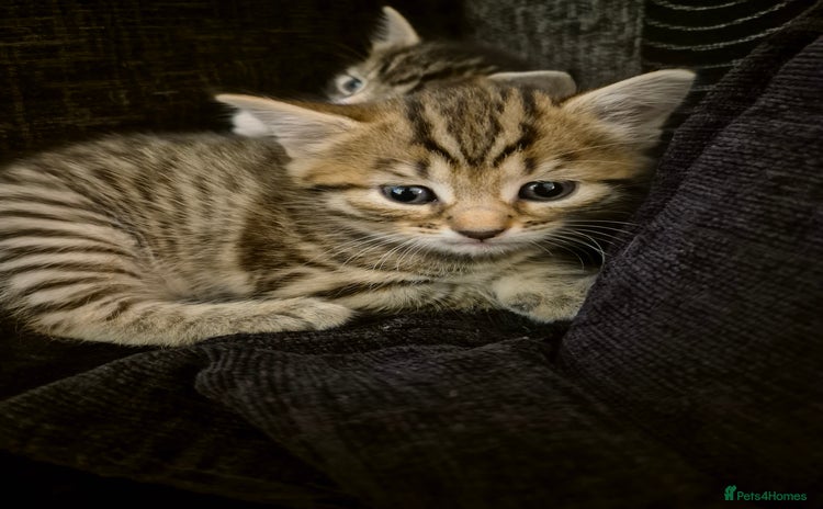 Mixed Breed cats - Advert 1