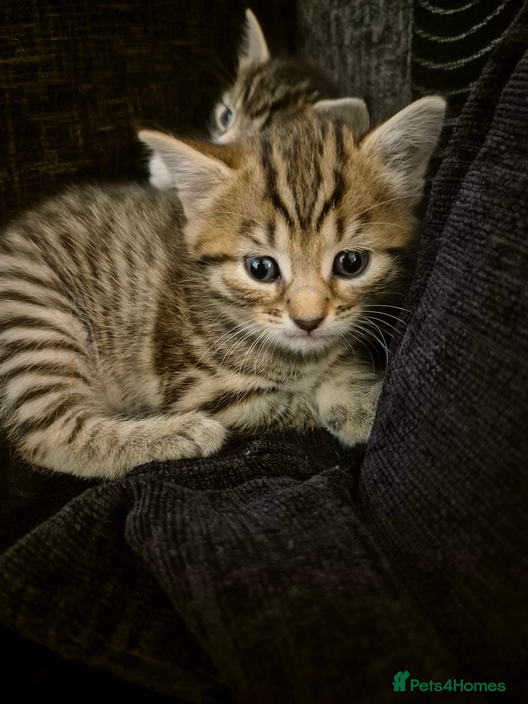 Mixed Breed cats for sale: Female kitten  - Image 1
