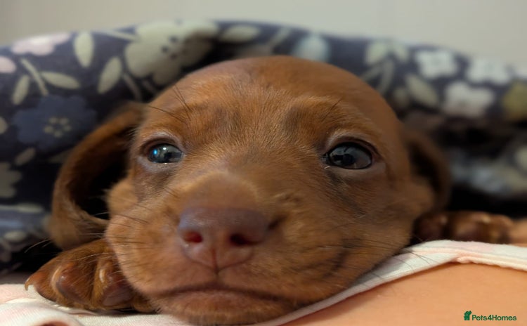 Miniature Dachshund dogs - Advert 9