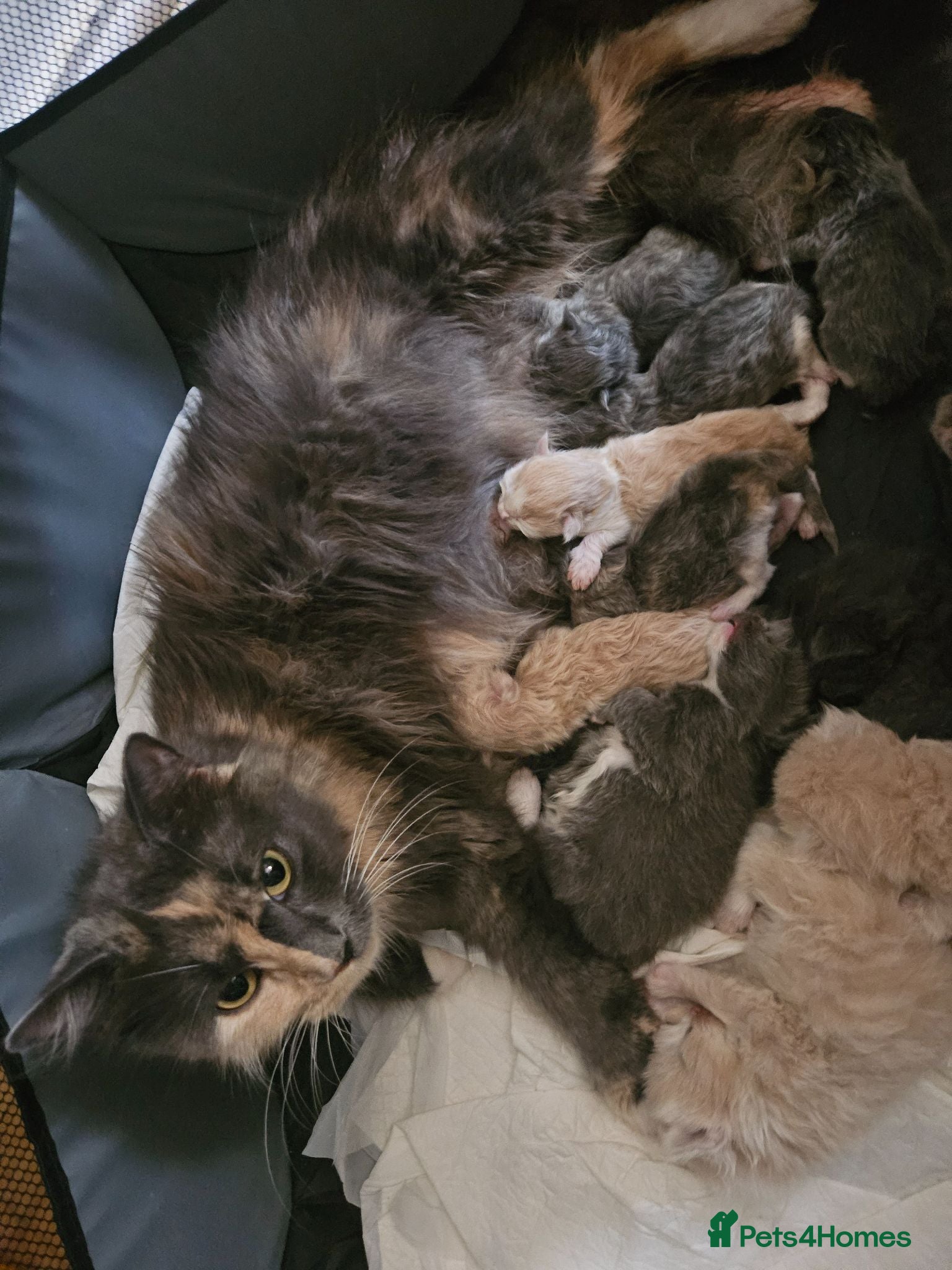 Mixed Breed cats Fluffy kittens mix ragdoll and Norwegian forest  - Advert 16