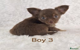 Chihuahua dogs for sale: Stunning Quality Chihuahua Puppies  - Image 30