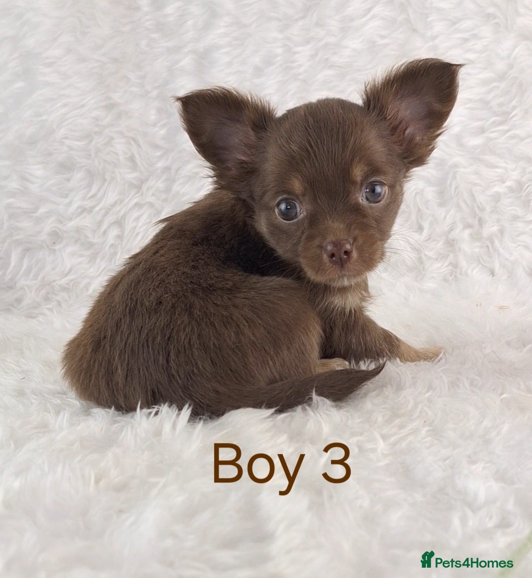 Chihuahua dogs for sale: Stunning Quality Chihuahua Puppies  - Image 30